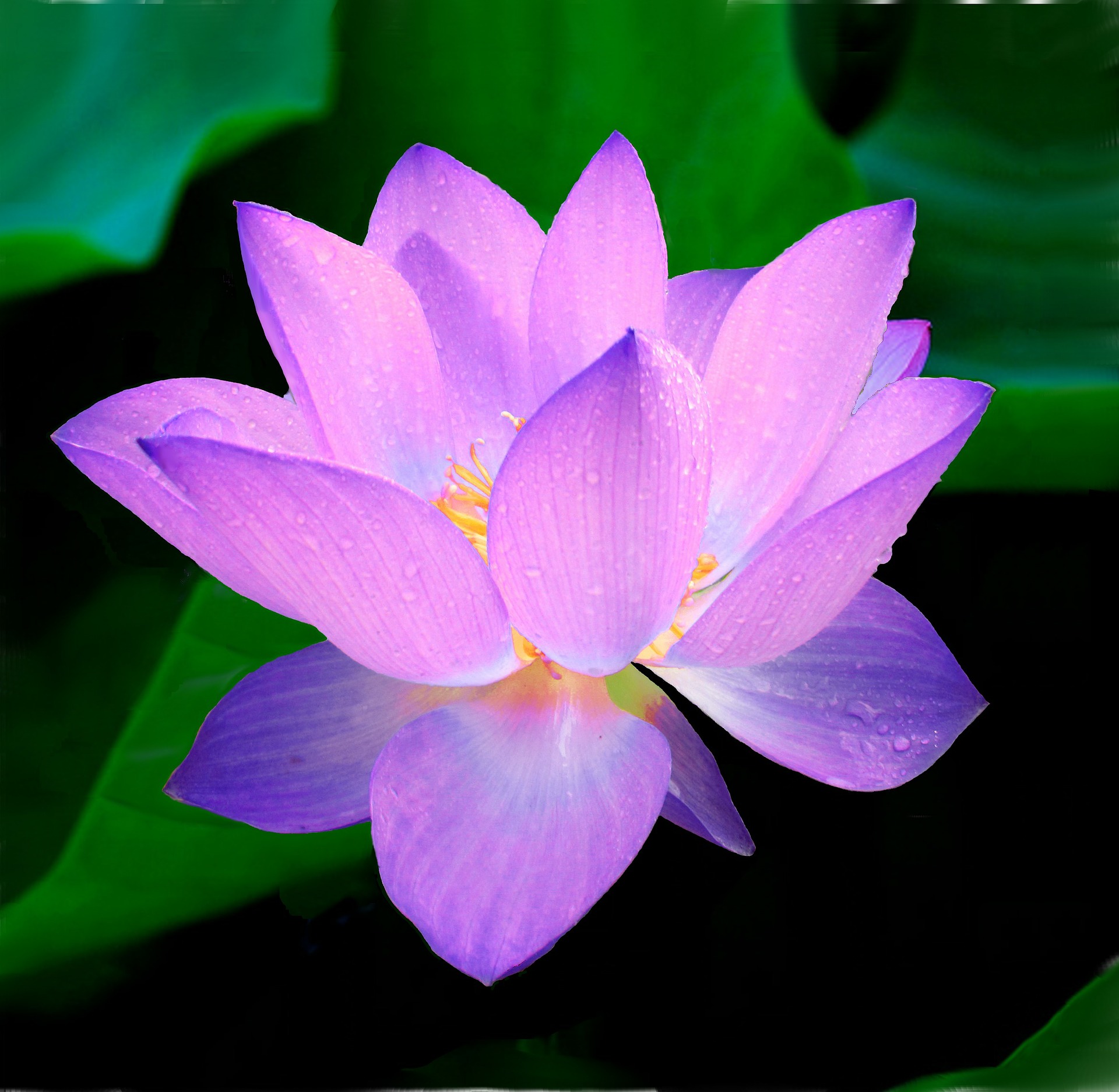 Eine aufgeblühte Lotusblume